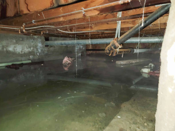 Best Mold removal after water damage  in Orida Ridge, FL