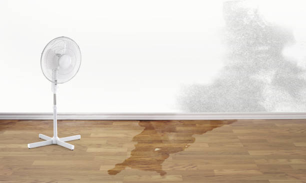 Best Water damage contractors near me  in Orida Ridge, FL